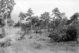 Forêt communale (pins sylvestres)